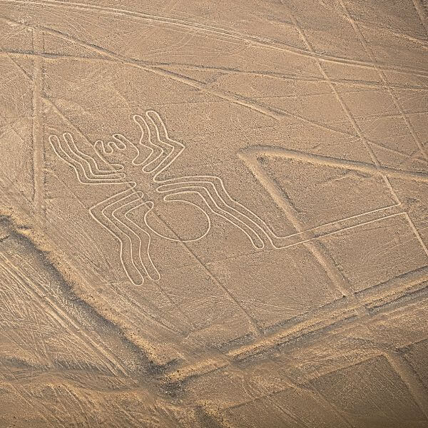 Die Spinne beim Anflug