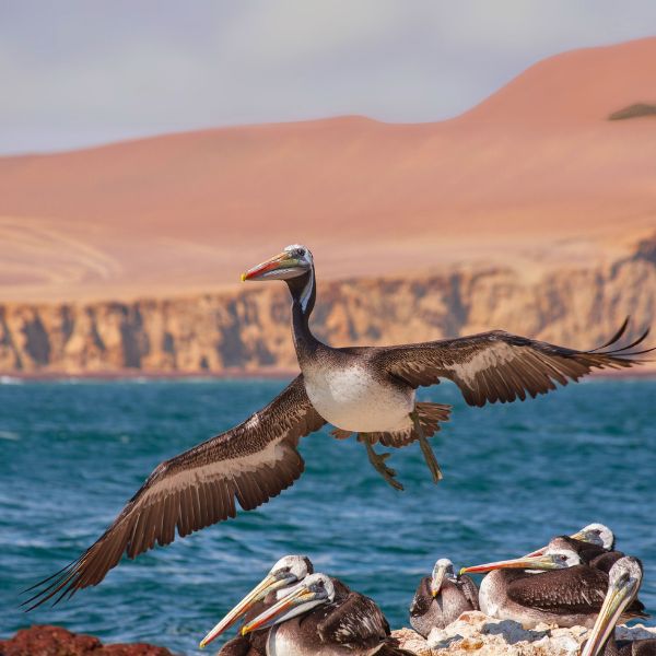 Pelican on the Paracas coast Peruvian pelican spreading its wings over the sea with the desert cliffs of Paracas behind