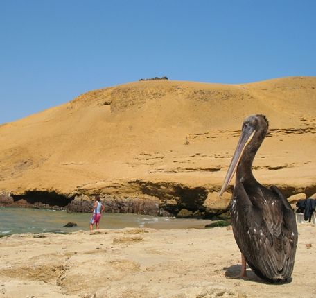 Nazca Lines Paracas Day Trip 4 Pelican standing by the shore at Paracas Reserve with yellow dunes in the background.