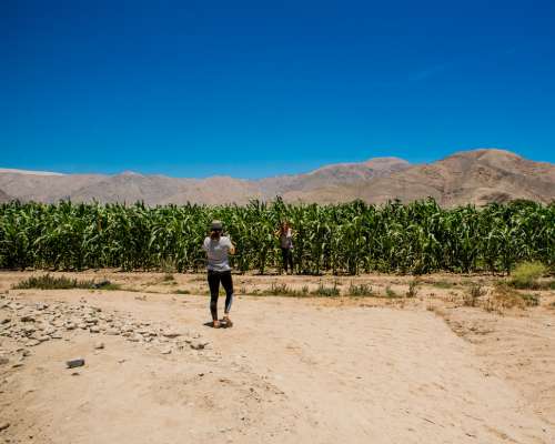 Tourists in Nazca corn fields.