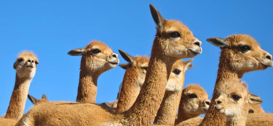 Tour der Pampas Galeras Vicuña Reservat – Foto 1