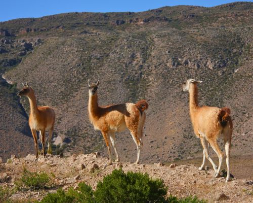 Tour der Pampas Galeras Vicuña Reservat – Foto 5