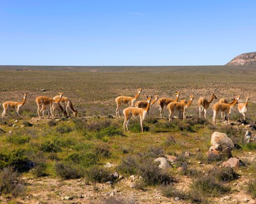 Tour der Pampas Galeras Vicuña Reservat – Foto 6