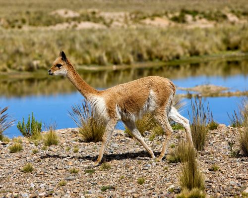 Tour der Pampas Galeras Vicuña Reservat – Foto 7