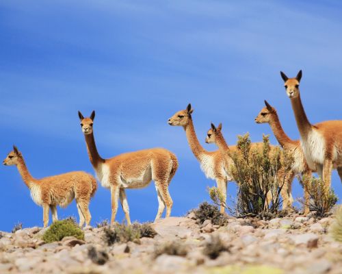 Tour der Pampas Galeras Vicuña Reservat – Foto 8