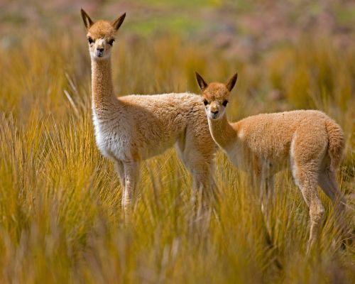 Tour der Pampas Galeras Vicuña Reservat – Foto 9