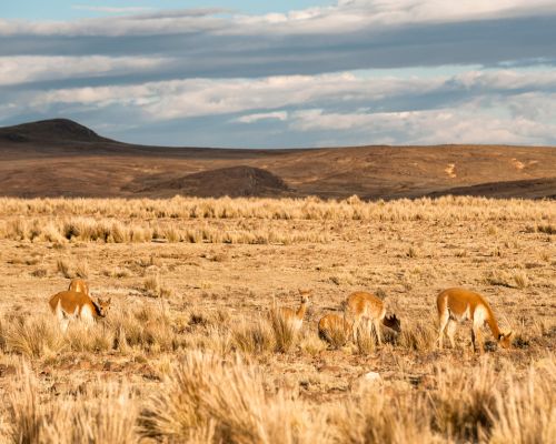 Tour der Pampas Galeras Vicuña Reservat – Foto 10