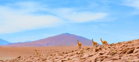 Tour der Pampas Galeras Vicuña Reservat – Foto 4