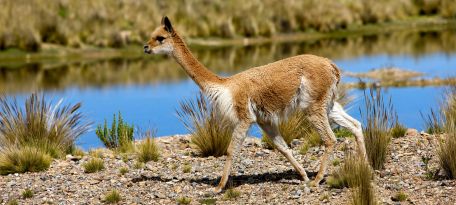 Tour der Pampas Galeras Vicuña Reservat – Foto 2