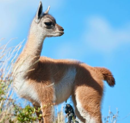 Tour der Pampas Galeras Vicuña Reservat – Foto 3