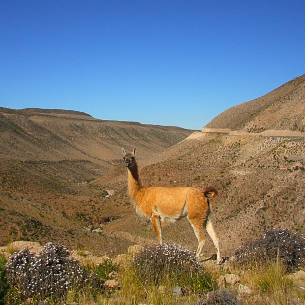 Guanaco spotted on the slopes of the Andes