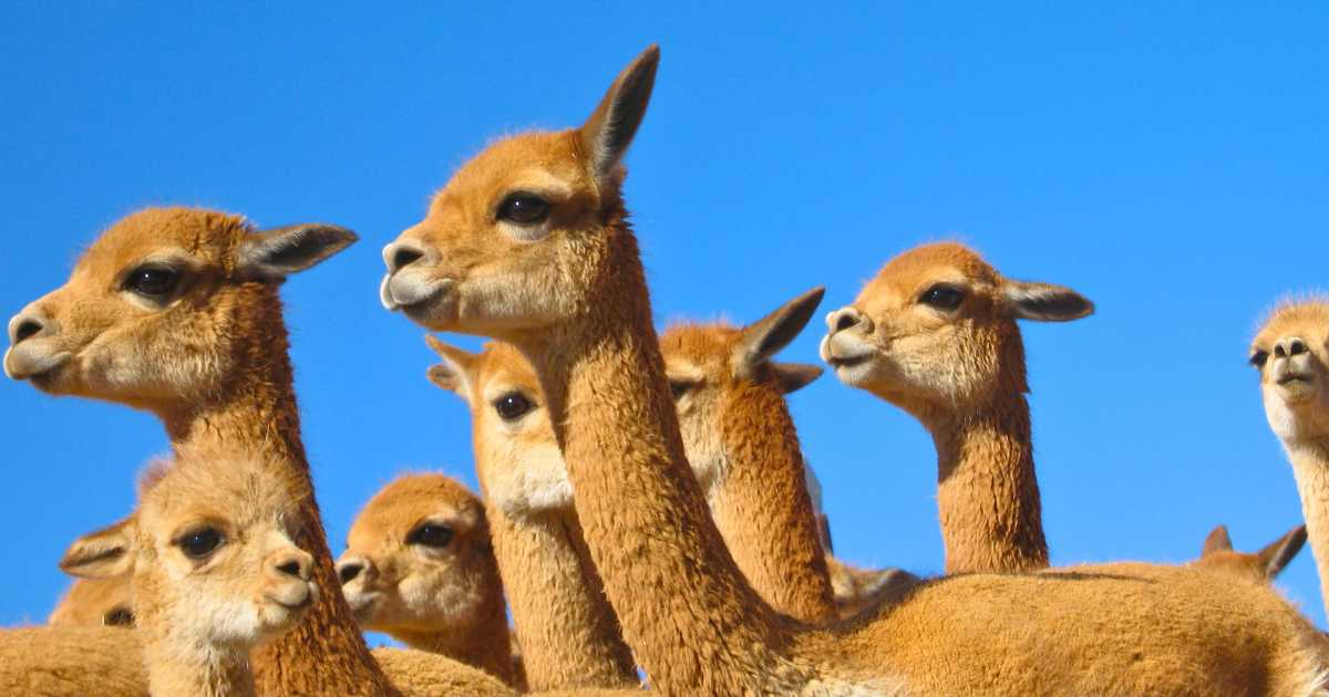 Group of wild vicuñas with alert ears against a deep blue sky in the Peruvian highlands