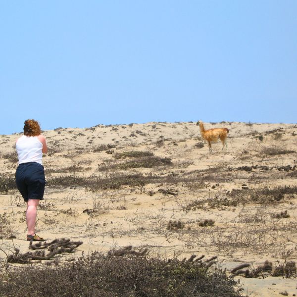 Tourist photographing a guanaco in the San Fernando Reserve