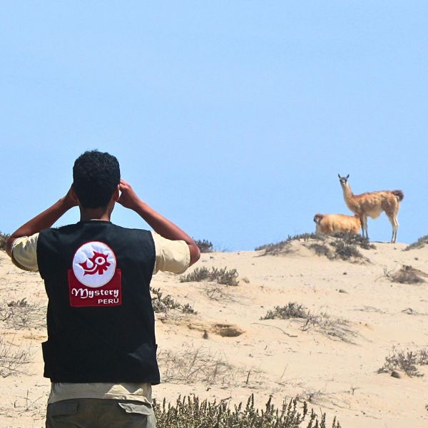 Our local guide watching wild Guanacos on route to San Fernando Marine Bay